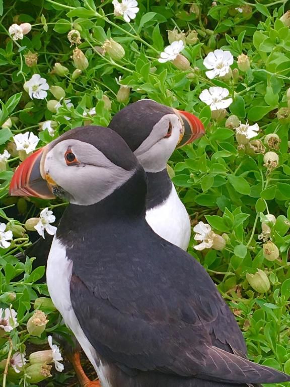 Дома для отпуска Cul Cottage Остров Валентия